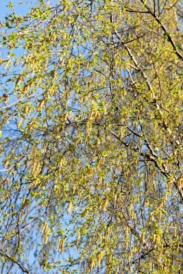 Fotobehang Bloeiende twijgen van een berkenboom