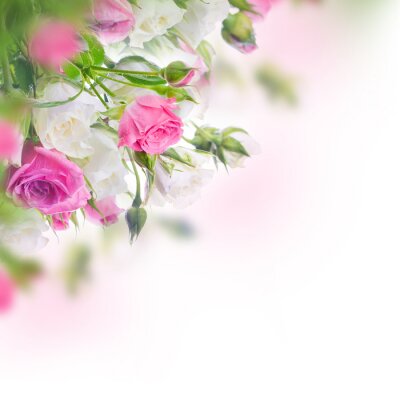 Fotobehang Bloeiende witte en roze rozen