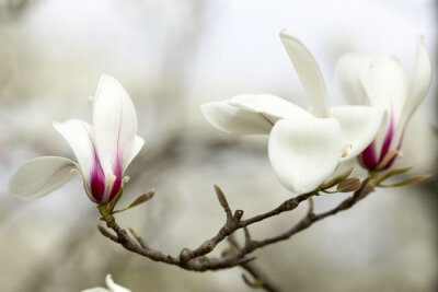 Fotobehang Bloeiende witte magnolia