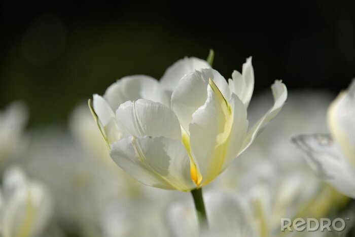 Fotobehang Bloeiende witte tulp