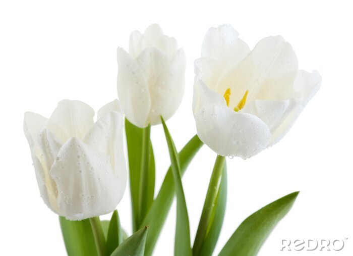 Fotobehang Bloeiende witte tulpen