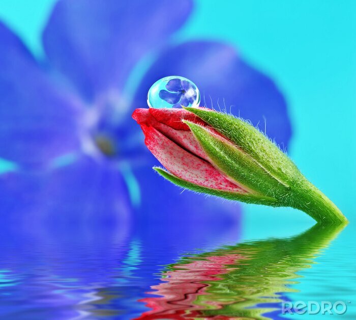 Fotobehang bloem binnen waterdruppel