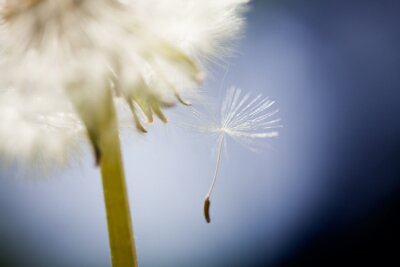 Bloem en zaad