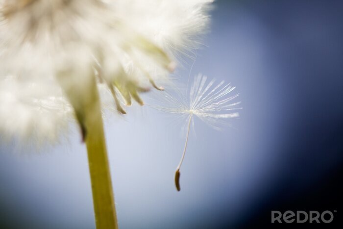 Fotobehang Bloem en zaad