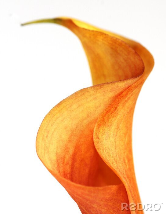 Fotobehang Bloem met een interessante vorm