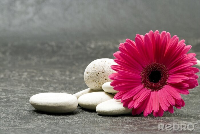 Fotobehang bloem met stenen op beton