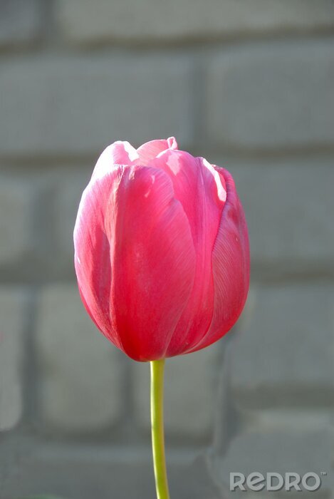 Fotobehang Bloem op een bakstenen achtergrond