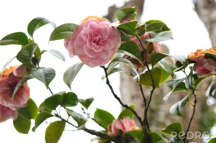 Fotobehang Bloem op een tak en bladeren