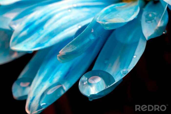 Fotobehang Bloemblaadjes en waterdruppels