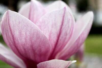 Fotobehang Bloemblaadjes van een roze magnolia van dichtbij gezien