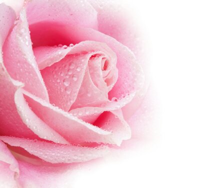 Fotobehang Bloemblaadjes van een roze roos op een witte achtergrond