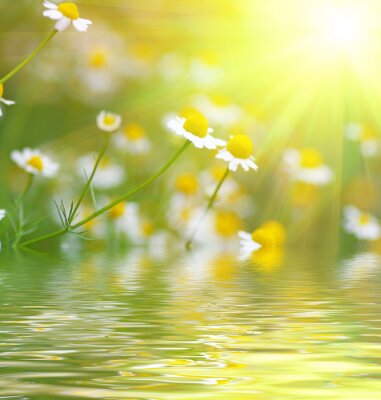 Bloemen aan het water in de zon