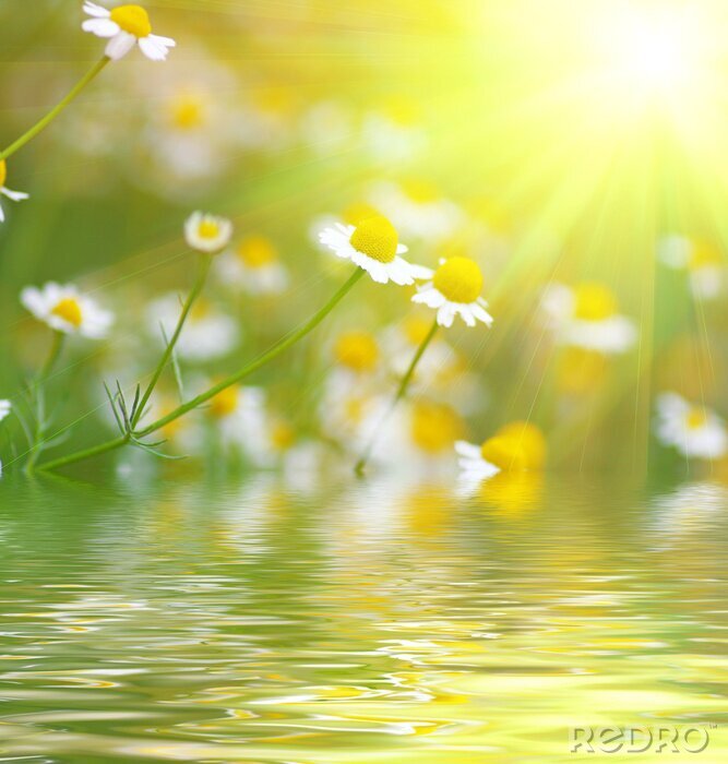 Fotobehang Bloemen aan het water in de zon