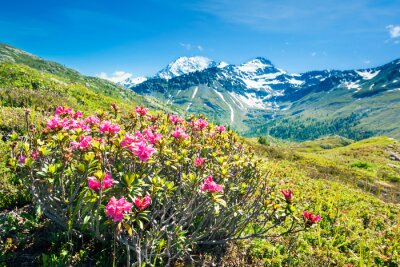 Fotobehang Bloemen en bergen van de Alpen