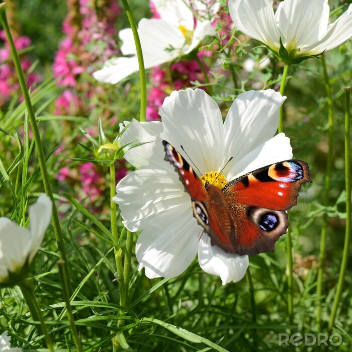 Fotobehang Bloemen en vlinders in de wei
