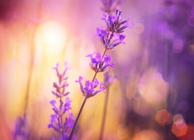 Fotobehang Bloemen. Floral Abstract Purple Design. Soft Focus