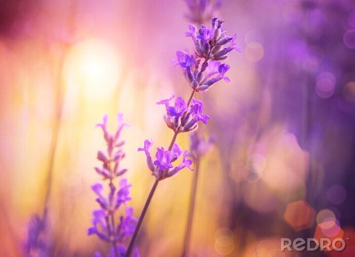 Fotobehang Bloemen. Floral Abstract Purple Design. Soft Focus