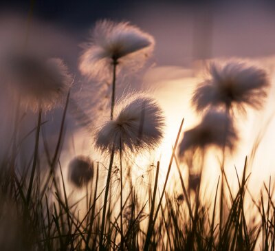 Fotobehang Bloemen in de grassprieten