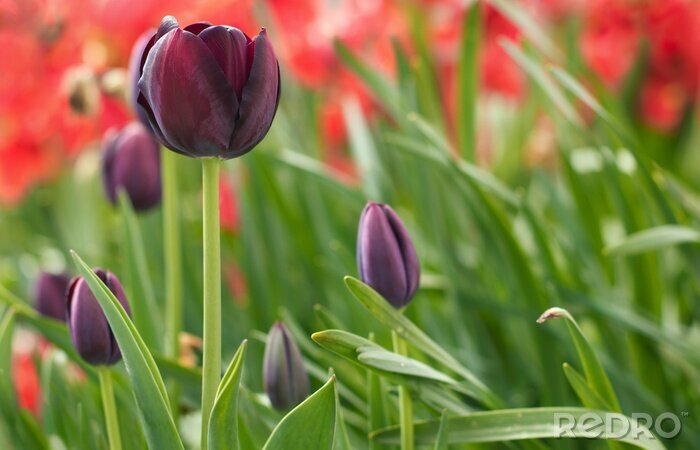 Fotobehang Bloemen in de tuin