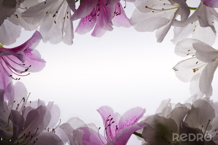 Fotobehang Bloemen in de vorm van een lijst