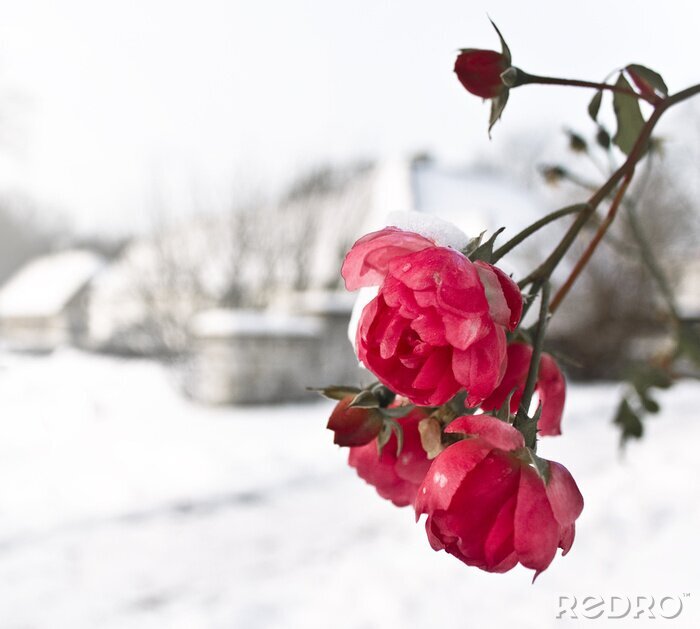 Fotobehang Bloemen in de winter