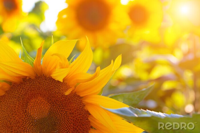 Fotobehang Bloemen in de zon op de voorgrond en achtergrond