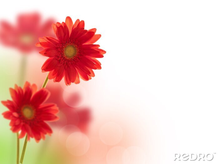 Fotobehang Bloemen in rood op een onscherpe achtergrond