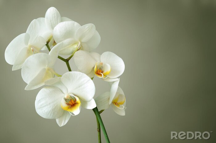 Fotobehang Bloemen met een wit kapje