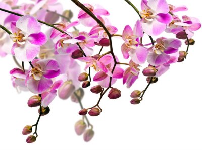 Sticker Bloemen met knoppen op takken