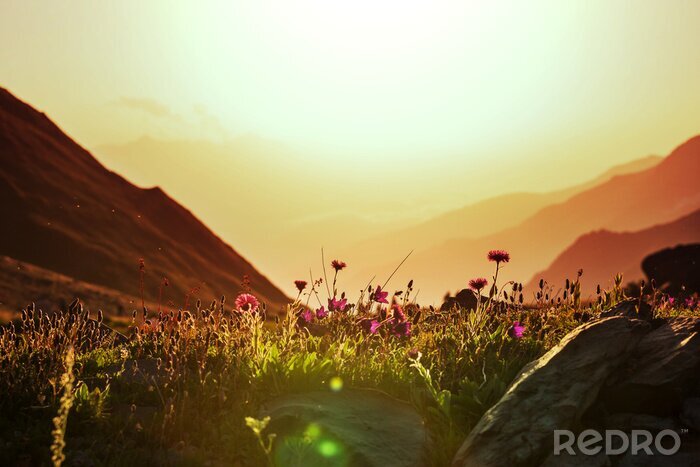 Fotobehang Bloemen op de achtergrond van bergen