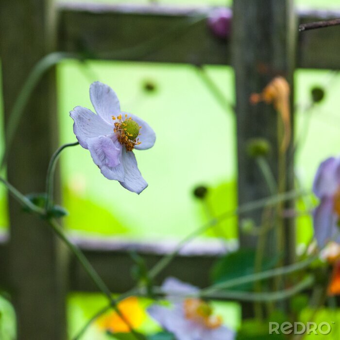 Fotobehang Bloemen op de achtergrond van een hek