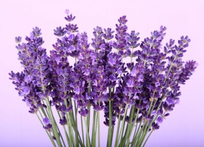 Fotobehang Bloemen op paarse achtergrond