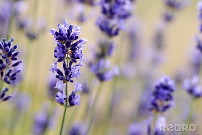 Fotobehang Bloemen van de Provence