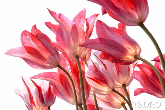 Fotobehang Bloemen van onderaf gezien