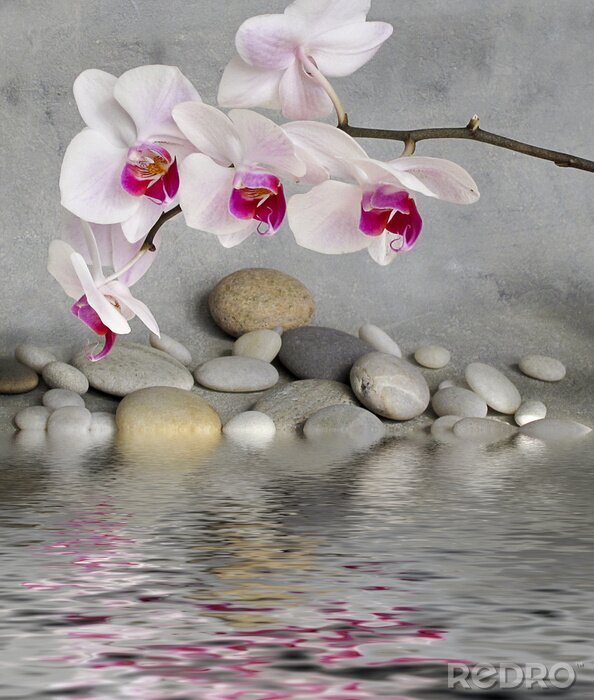 Fotobehang Bloemen, water en stenen