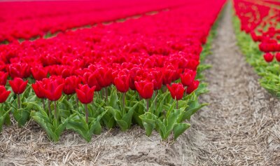 Fotobehang Bloemenveld met rode bloemblaadjes