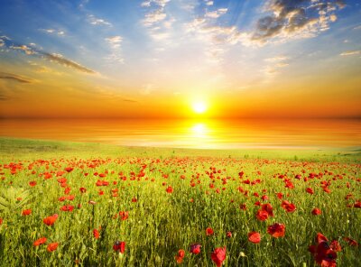 Fotobehang Bloemenveld, zee en zonsondergang