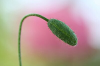 Fotobehang Bloemknop