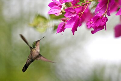 Fotobehang Bloemrijk landschap met kolibrie
