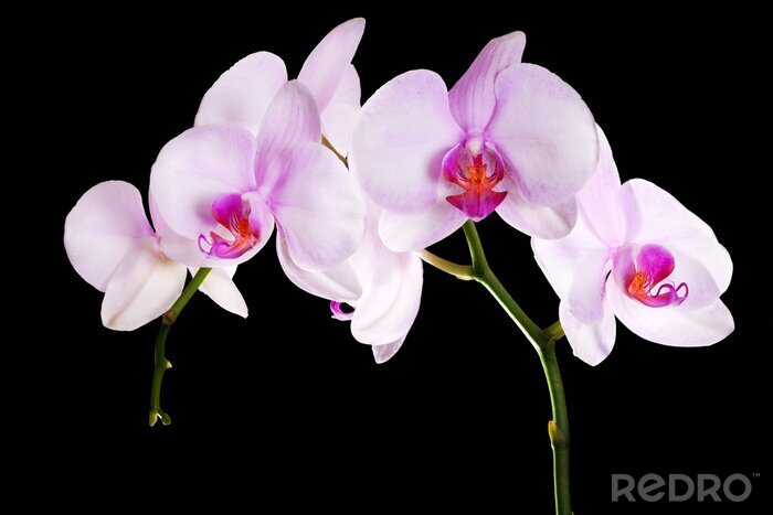 Fotobehang Bloesem in bloei