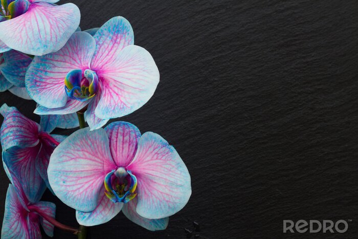 Fotobehang Boeket paarse orchideeën