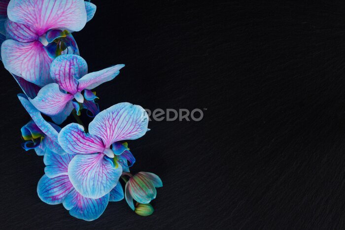 Fotobehang Boeket paarse orchideeën