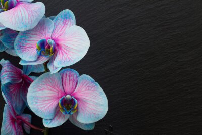 Fotobehang Boeket paarse orchideeën