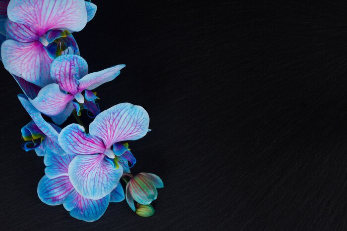 Fotobehang Boeket paarse orchideeën