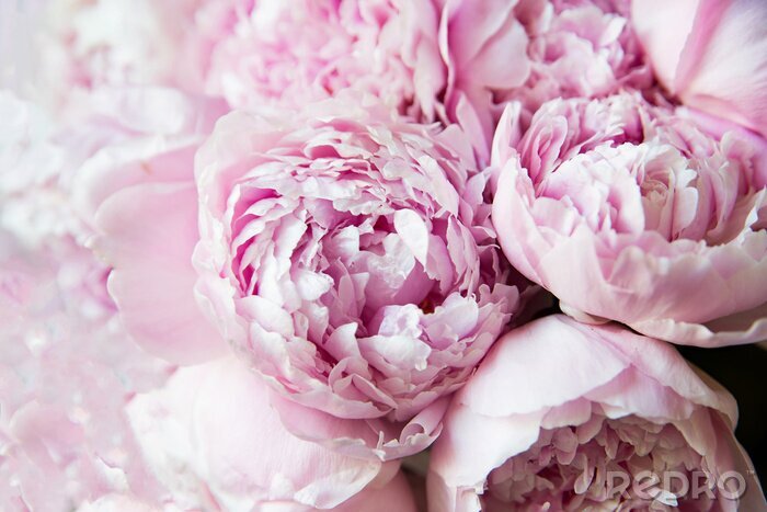 Fotobehang Boeket roze pioenen