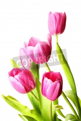 Fotobehang Boeket roze tulpen