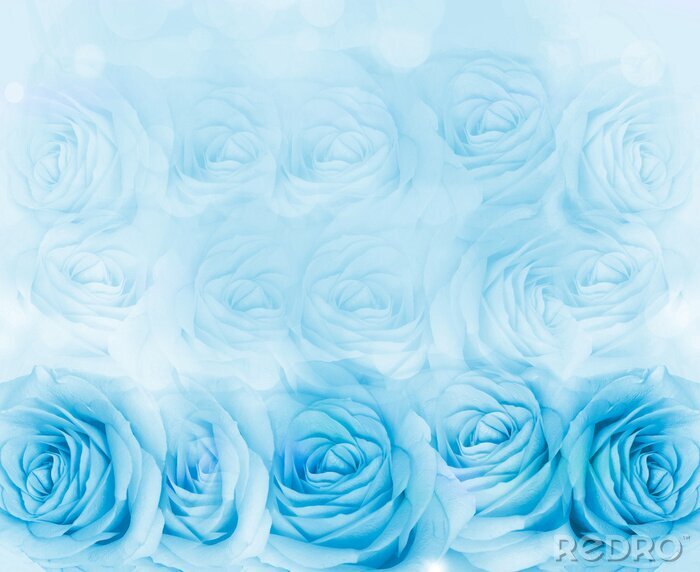 Fotobehang Boeket van blauwe rozen