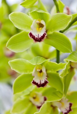 Fotobehang Boeket van groene orchideeën