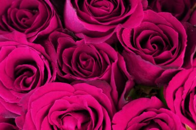 Fotobehang Boeket van paarse rozen