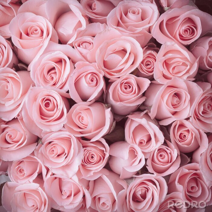 Fotobehang Boeket van roze rozen